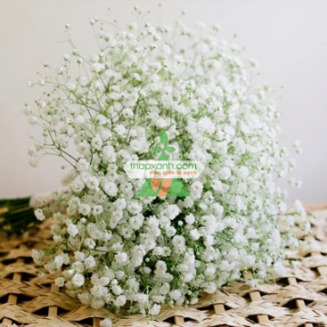 Ảnh của Hạt giống Hoa Baby (trắng)