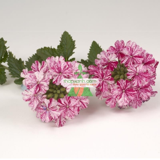 Gambar Hạt giống hoa Cúc Indo (Cỏ roi ngựa, Mỹ)