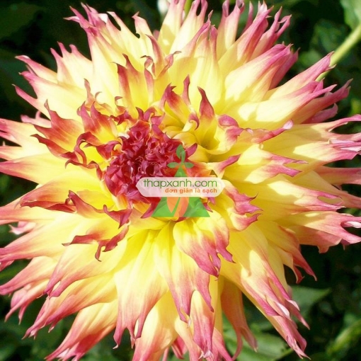 รูปภาพของ Hạt giống hoa Thược Dược xương rồng