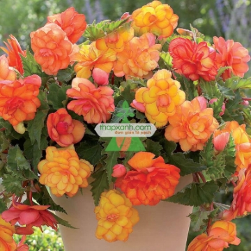 Ảnh của Hạt giống hoa Thu Hải Đường mix