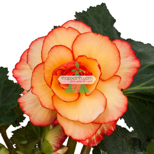 Gambar Hạt giống hoa Thu Hải Đường mix (Nga)