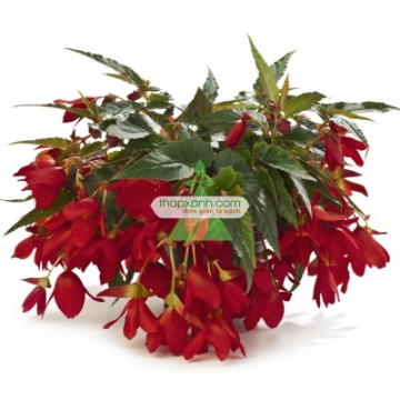 Gambar Hạt giống hoa Thu Hải Đường rủ mix (Nga)