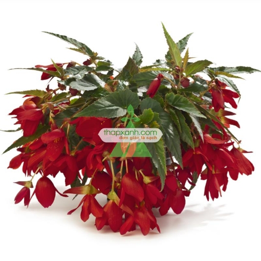 Picture of Hạt giống hoa Thu Hải Đường rủ mix (Nga)