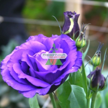 Ảnh của Hạt giống Hoa Cát Tường (xanh tím)