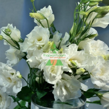 Ảnh của Hạt giống Hoa Cát Tường (trắng)