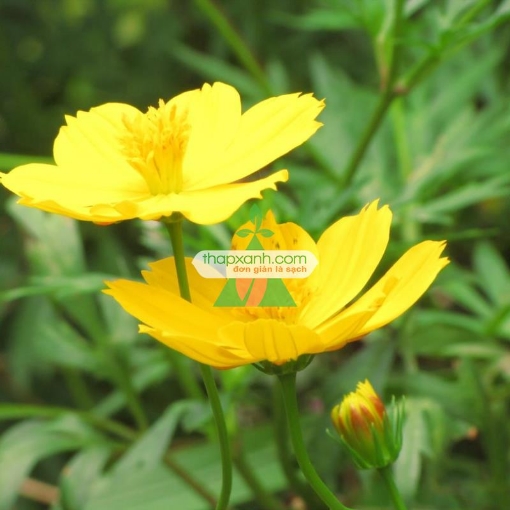 รูปภาพของ Hạt giống hoa Hoa Cúc Sao Nháy (hoa Cánh Bướm,hoa Chuồn Chuồn)