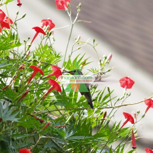 รูปภาพของ Hạt giống hoa Sao (Tóc Tiên leo) đỏ
