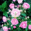 图片 Hạt giống hoa Hồng Thơm mini mix