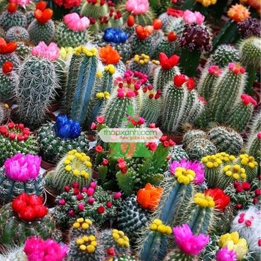 รูปภาพของ Hạt giống hoa Xương Rồng mix