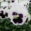 图片 Hạt giống hoa Păng Xê mix (Pansy, Hoa Bướm) (Mỹ)