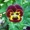 图片 Hạt giống hoa Păng Xê mix (Pansy, Hoa Bướm) (Mỹ)