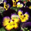 图片 Hạt giống hoa Păng Xê mix (Pansy, Hoa Bướm) (Mỹ)