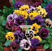 Ảnh của Hạt giống hoa Păng Xê mix (Pansy, Hoa Bướm) (Nga)