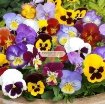 Ảnh của Hạt giống hoa Păng Xê mix (Pansy, Hoa Bướm) (Nga)