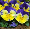 Ảnh của Hạt giống hoa Păng Xê mix (Pansy, Hoa Bướm) (Nga)