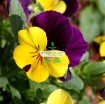 Ảnh của Hạt giống hoa Păng Xê mix (Pansy, Hoa Bướm) (Nga)