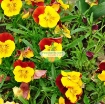 Ảnh của Hạt giống hoa Păng Xê mix (Pansy, Hoa Bướm) (Nga)