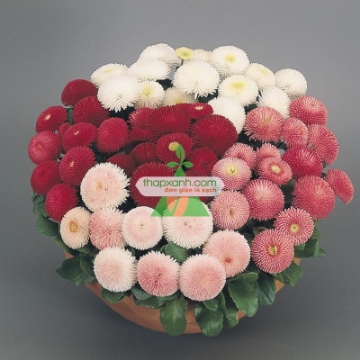 Picture of Hạt giống hoa Cúc Bellis tasso mix (Nga)