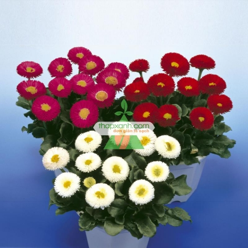 图片 Hạt giống hoa Cúc Bellis tasso mix (Mỹ)