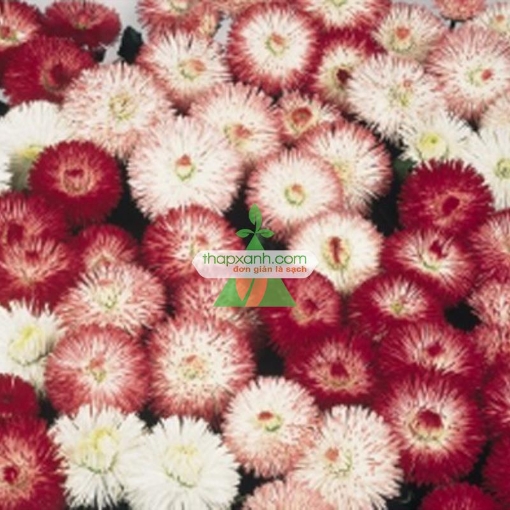 Ảnh của Hạt giống hoa Cúc Bellis Heaven mix (Nga)