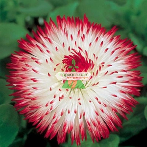 รูปภาพของ Hạt giống hoa Cúc Bellis Heaven mix (Mỹ)