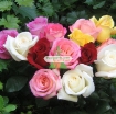 Picture of Hạt giống hoa Hồng mix (Nga)