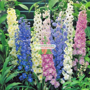 Ảnh của Hạt giống Hoa Phi Yến mix (Mỹ)