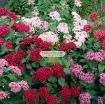图片 Hạt giống Hoa Diễm Châu mix (Mỹ)