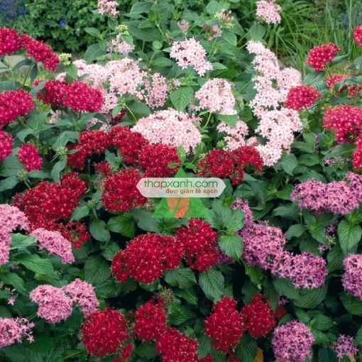 图片 Hạt giống Hoa Diễm Châu mix (Mỹ)