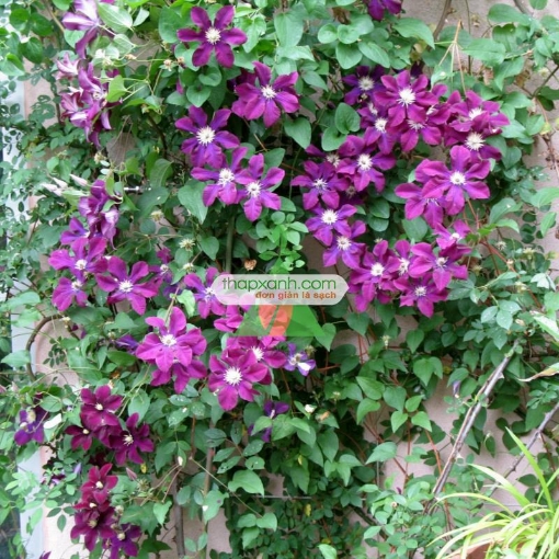 Picture of Hạt giống hoa Clematis (hoa Ông Lão) xanh tím