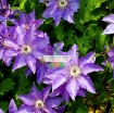 Picture of Hạt giống hoa Clematis (hoa Ông Lão) xanh tím