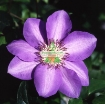 Picture of Hạt giống hoa Clematis (hoa Ông Lão) xanh tím
