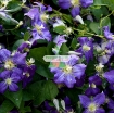 Picture of Hạt giống hoa Clematis (hoa Ông Lão) xanh tím