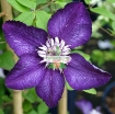 Picture of Hạt giống hoa Clematis (hoa Ông Lão) xanh tím