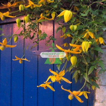 Picture of Hạt giống hoa Clematis (hoa Ông Lão) vàng