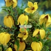 Picture of Hạt giống hoa Clematis (hoa Ông Lão) vàng
