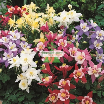 Picture of Hạt giống hoa Cỏ Bồ Câu đơn mix