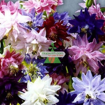 Picture of Hạt giống hoa Cỏ Bồ Câu kép mix