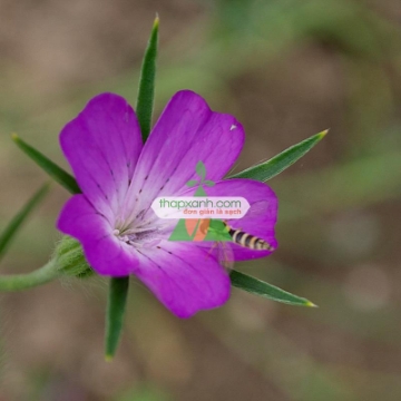 รูปภาพของ Hạt giống hoa Cẩm Chướng lúa mạch