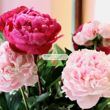 รูปภาพของ Hạt giống hoa Mẫu Đơn mix (Nga)