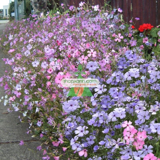 รูปภาพของ Hạt giống Hoa Viscaria Oculata mix