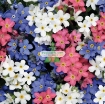 รูปภาพของ Hạt giống Hoa Lưu Ly (Forget Me Not) mix
