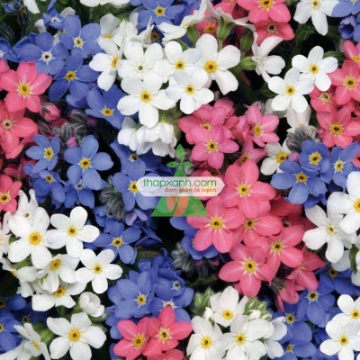 รูปภาพของ Hạt giống Hoa Lưu Ly (Forget Me Not) mix
