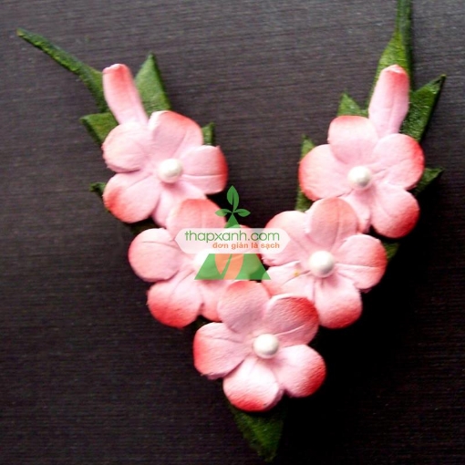 รูปภาพของ Hạt giống Hoa Lưu Ly (Forget Me Not) hồng