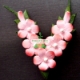 Ảnh của Hạt giống Hoa Lưu Ly (Forget Me Not) hồng