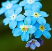 รูปภาพของ Hạt giống Hoa Lưu Ly (Forget Me Not) xanh