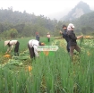 รูปภาพของ Hạt giống rau Hành Hoa