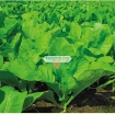 Picture of Hạt giống rau Cải Bẹ Vàng (Cải bẹ xanh)