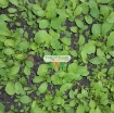 Picture of Hạt giống rau Cải Bẹ Vàng (Cải bẹ xanh)