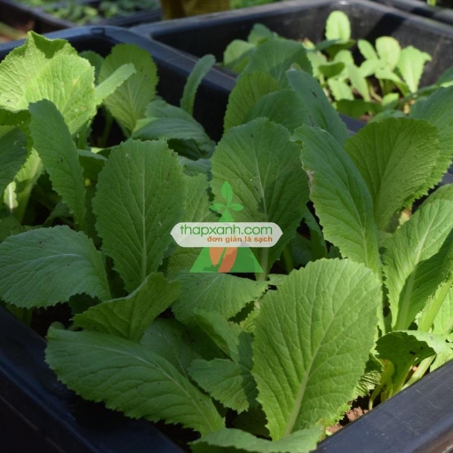 Picture of Hạt giống rau Cải Bẹ Vàng (Cải bẹ xanh)